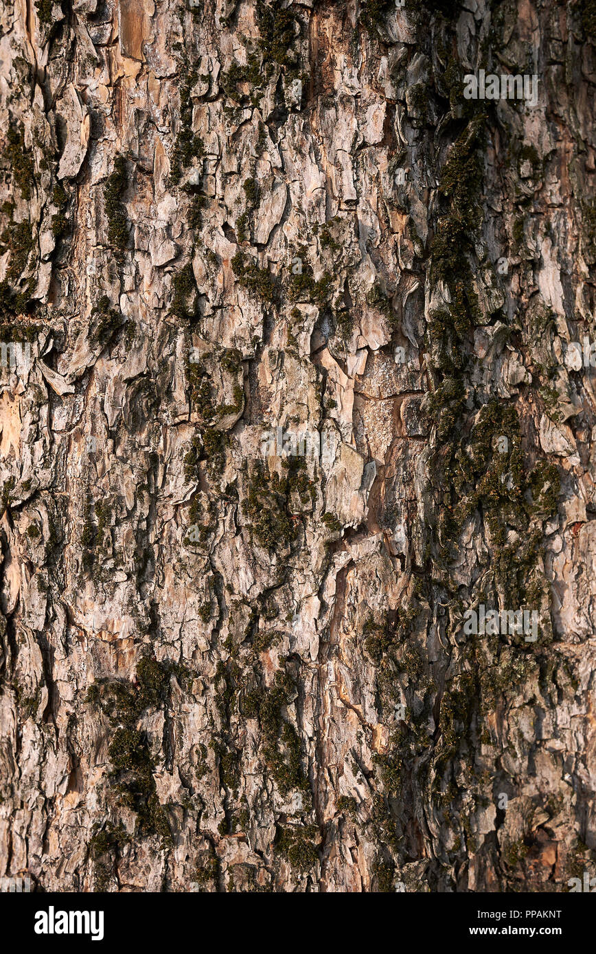 Catalpa bignonioides bark close up Stock Photo