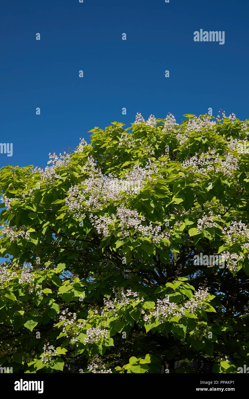 Catalpa bignonioides tree blooming Stock Photo Alamy