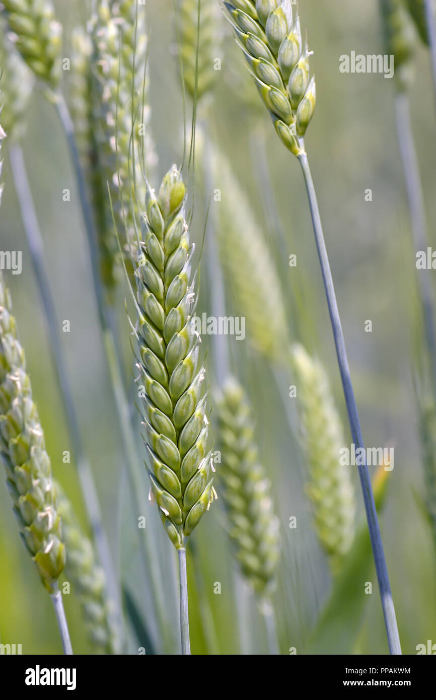 Triticum dicoccum hi-res stock photography and images - Alamy