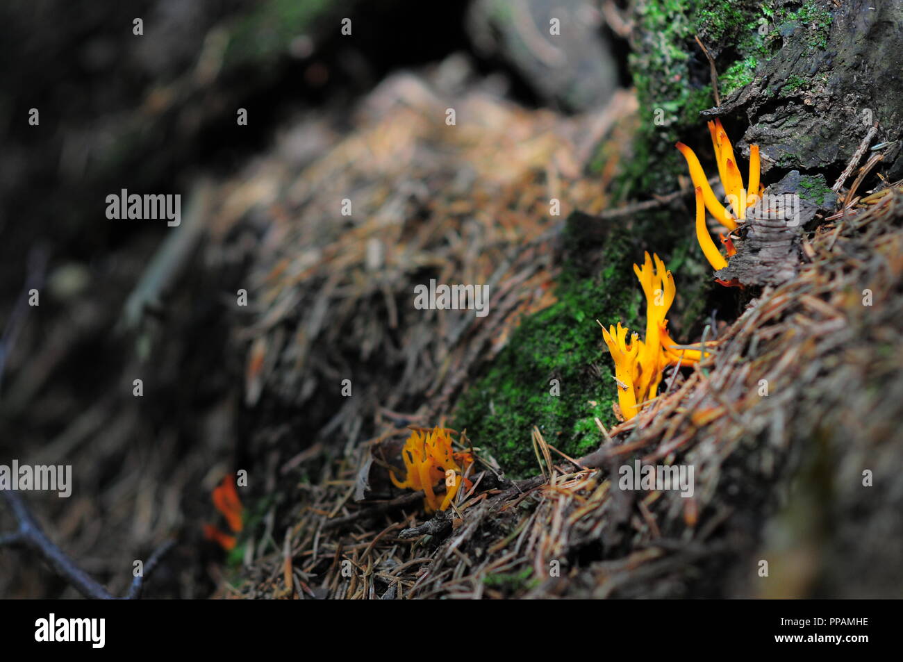 yellow stagshorn (Calocera viscosa), is a jelly fungus, a member of the Dacrymycetales. fruiting body Stock Photo