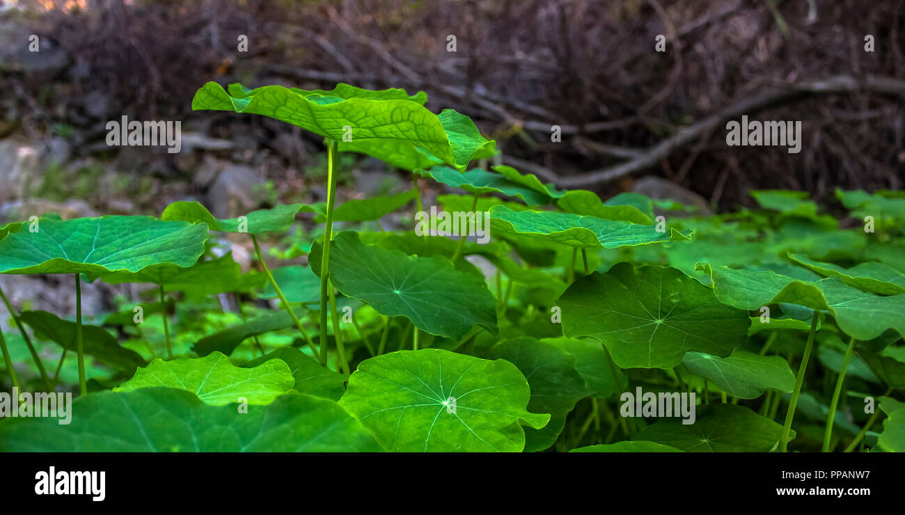 Sunlit green plants growing luxuriantly Stock Photo