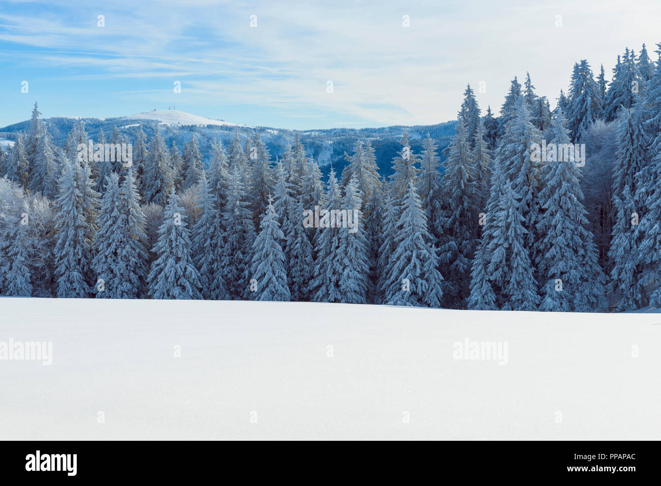 Snow covered coniferous forest with Feldberg mountain in winter ...