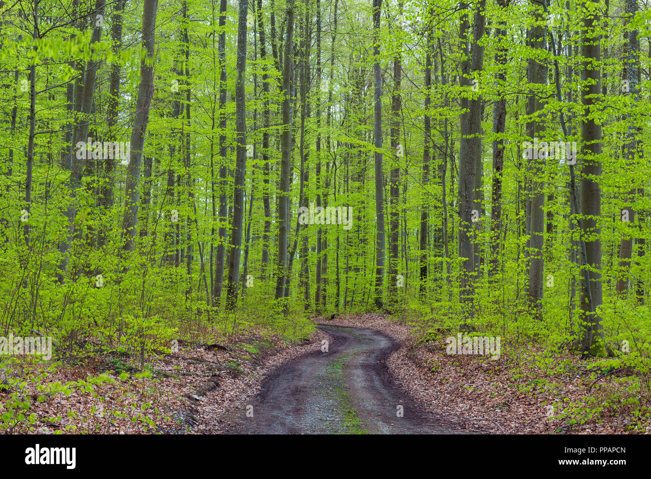 Forest path after rain in spring, Karlstadt, Franconia, Bavaria, Germany Stock Photo