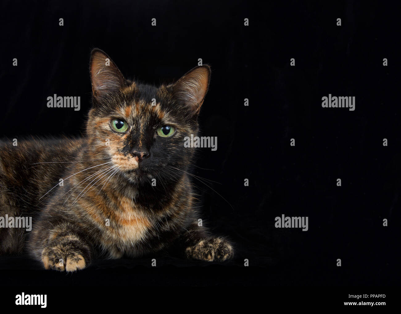Portrait of a black and orange tortoiseshell tortie torbie tabby with green eyes on black background looking at viewer. Copy space on dark formal hall Stock Photo