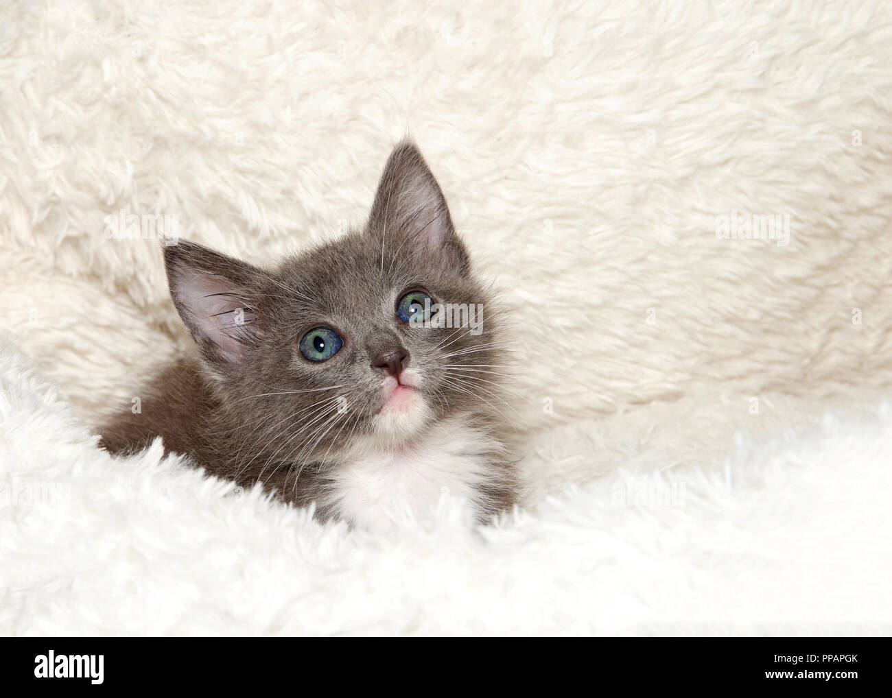 grey kitten bed