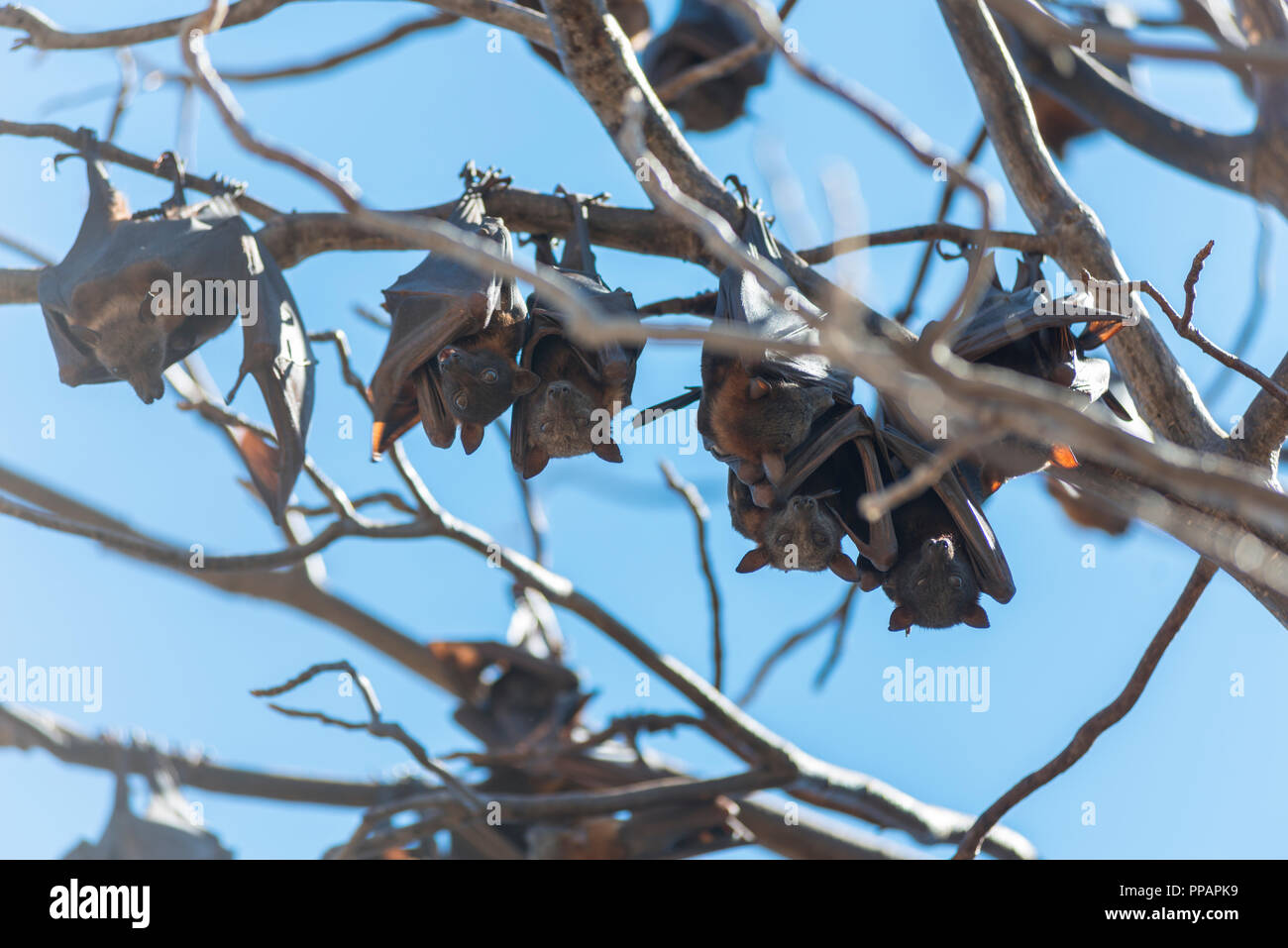 Mega bat, Megachiroptera, Megachiroptera Pteropodidae, fruit bats, Pteropus Poliocephalus