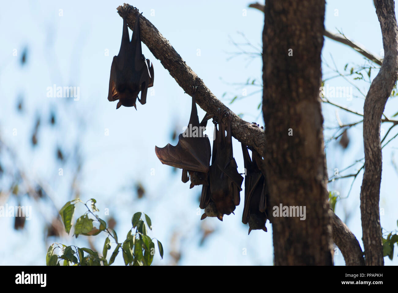 Mega bat, Megachiroptera, Megachiroptera Pteropodidae, fruit bats