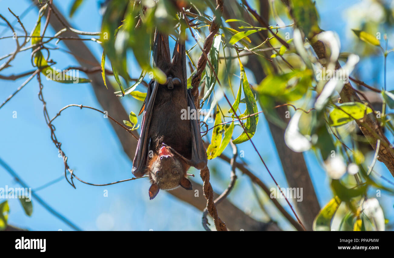 Mega bat australia hires stock photography and images Alamy