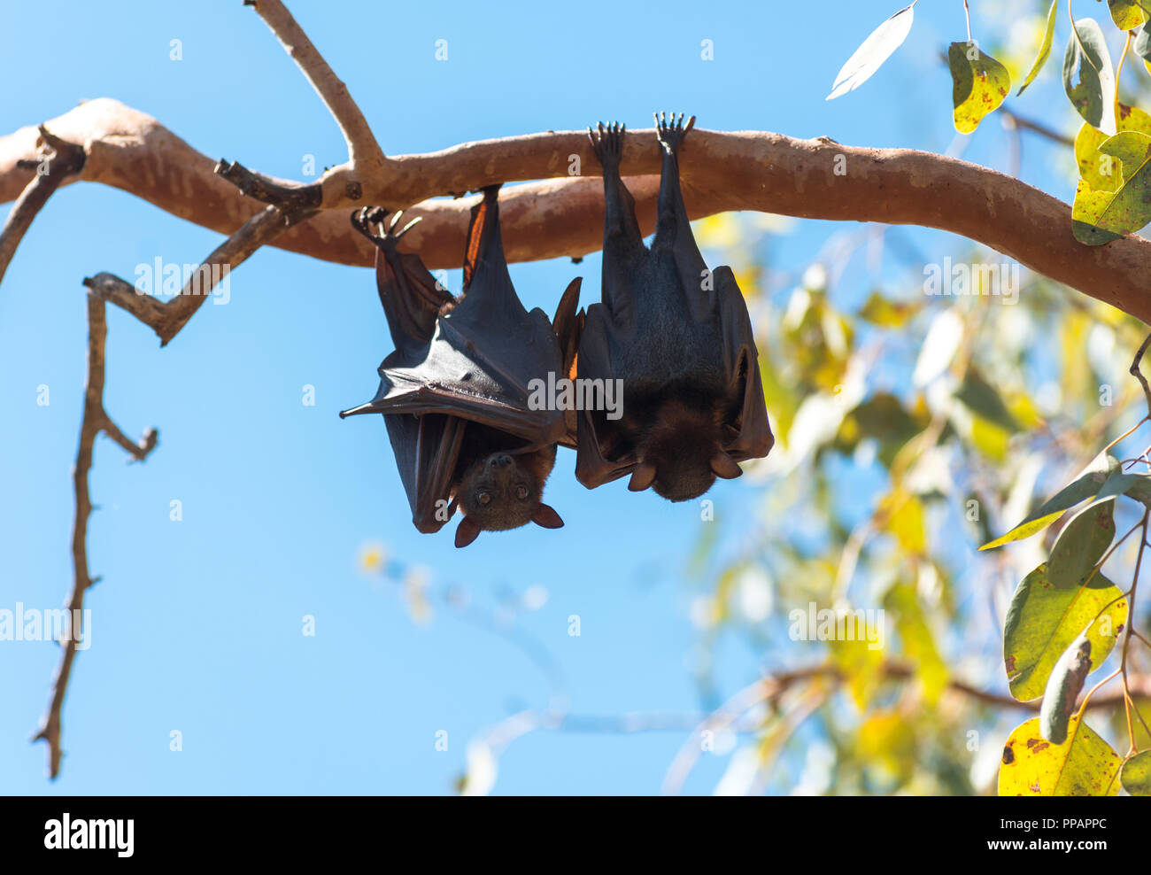 Mega bat, Megachiroptera, Megachiroptera Pteropodidae, fruit bats