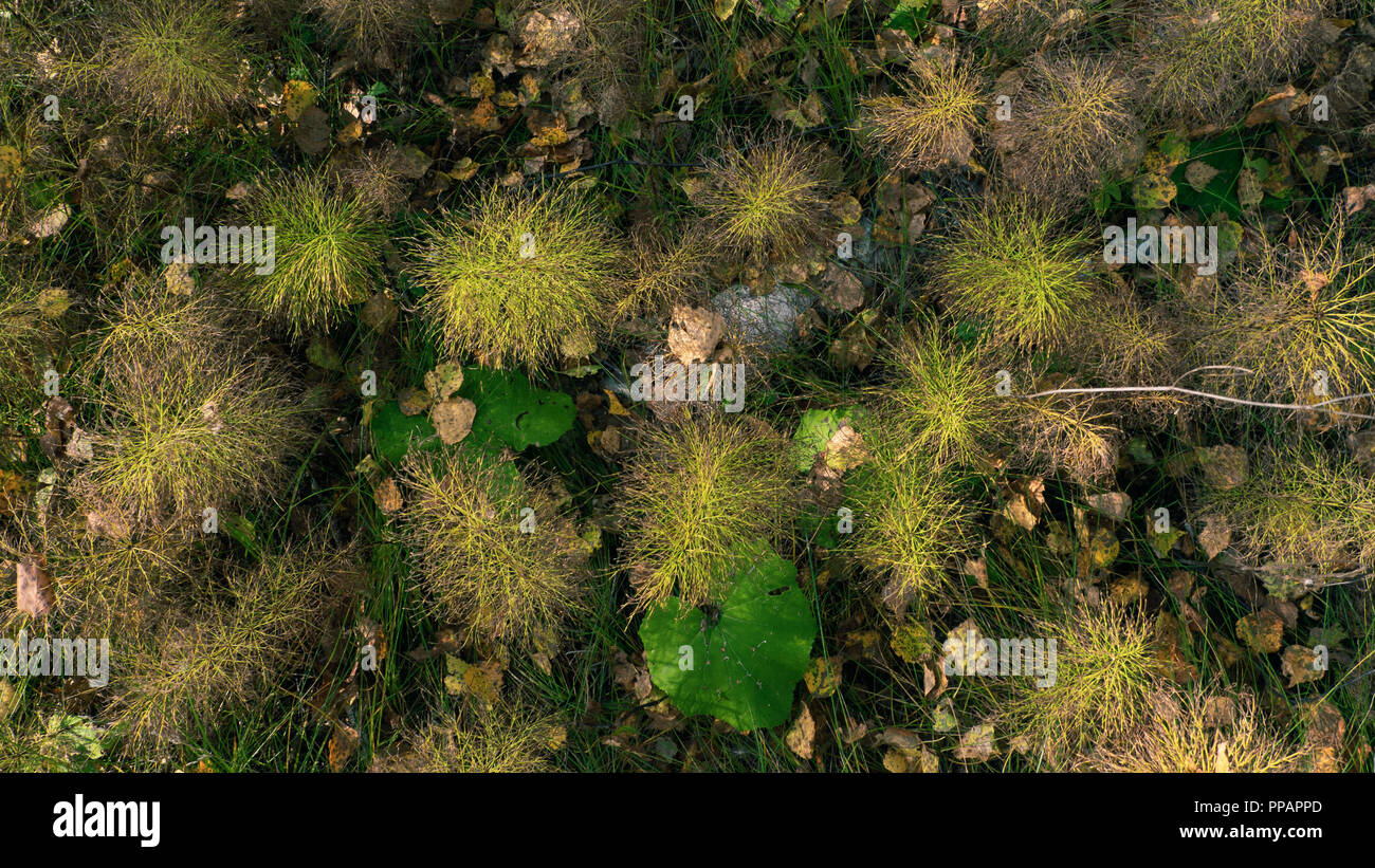 Sunny day in russian autumn forest, golden Horsetail forest (Equisetum sylvaticum) like a creative pattern with forest litter(floor) on background, de Stock Photo