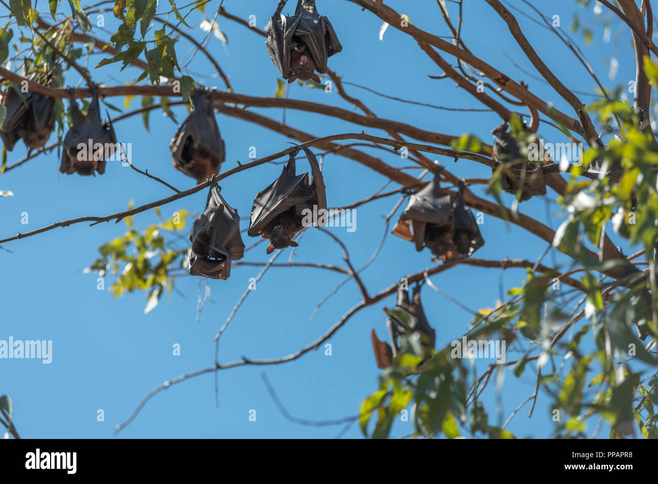 Mega bat, Megachiroptera, Megachiroptera Pteropodidae, fruit bats, Pteropus Poliocephalus
