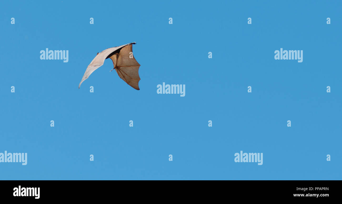 Mega bat, Megachiroptera, Megachiroptera Pteropodidae, fruit bats