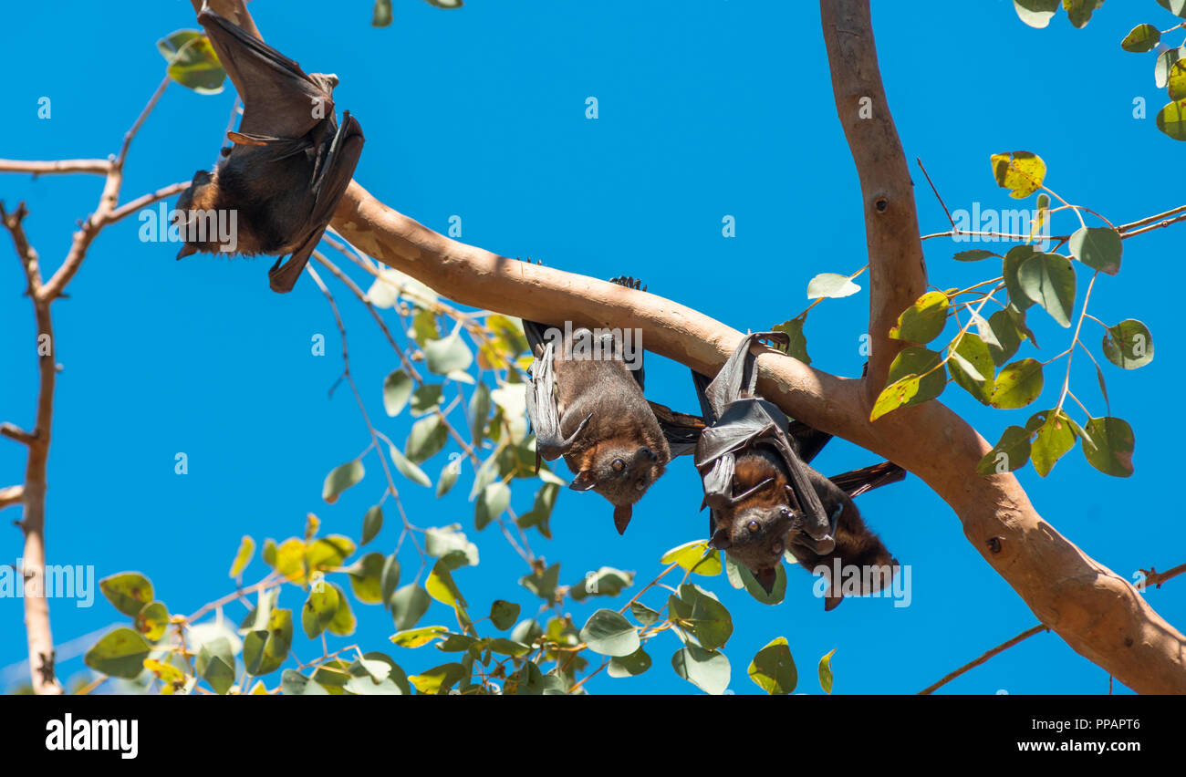 Mega bat, Megachiroptera, Megachiroptera Pteropodidae, fruit bats, Pteropus Poliocephalus