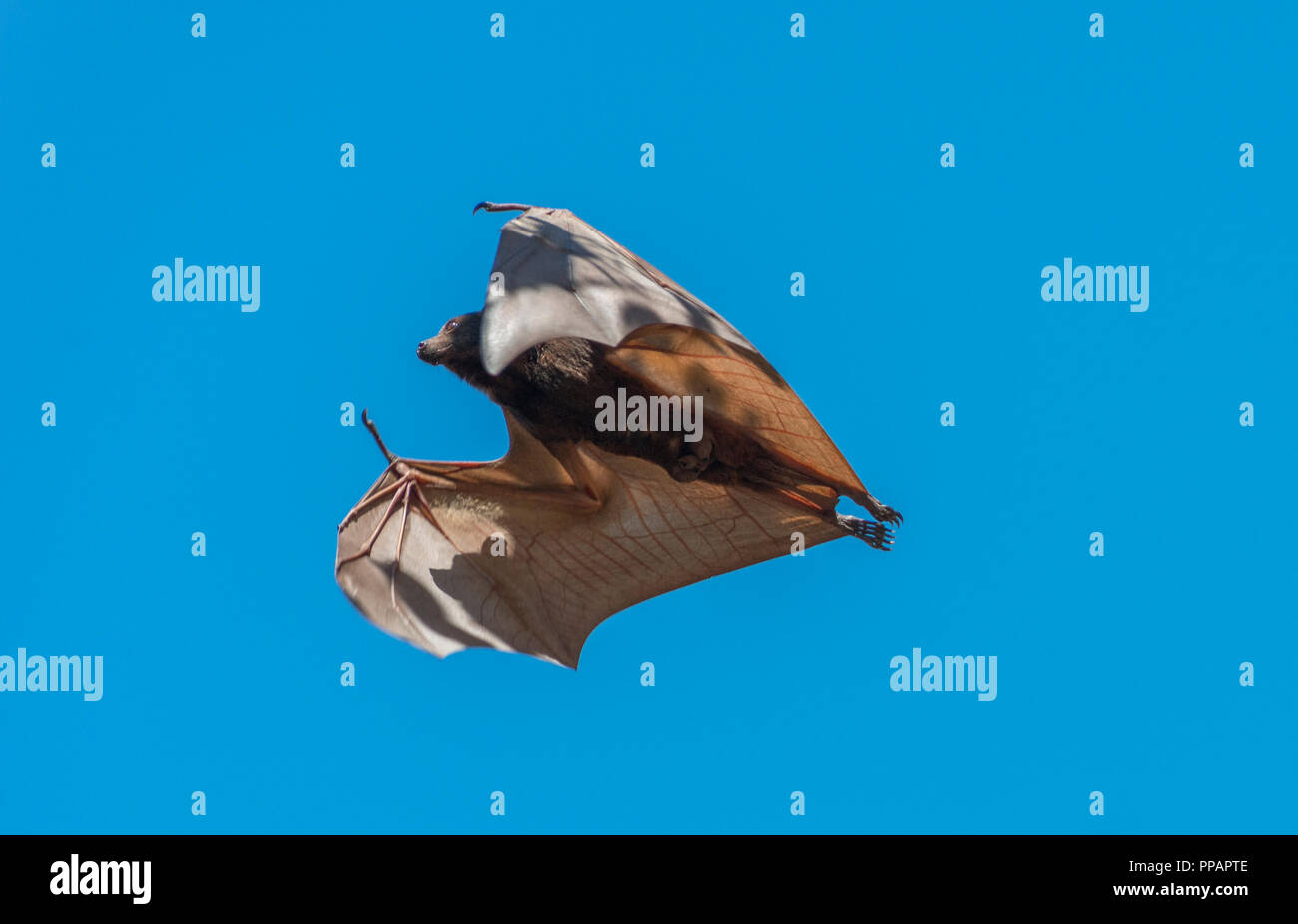 Mega bat australia hires stock photography and images Alamy