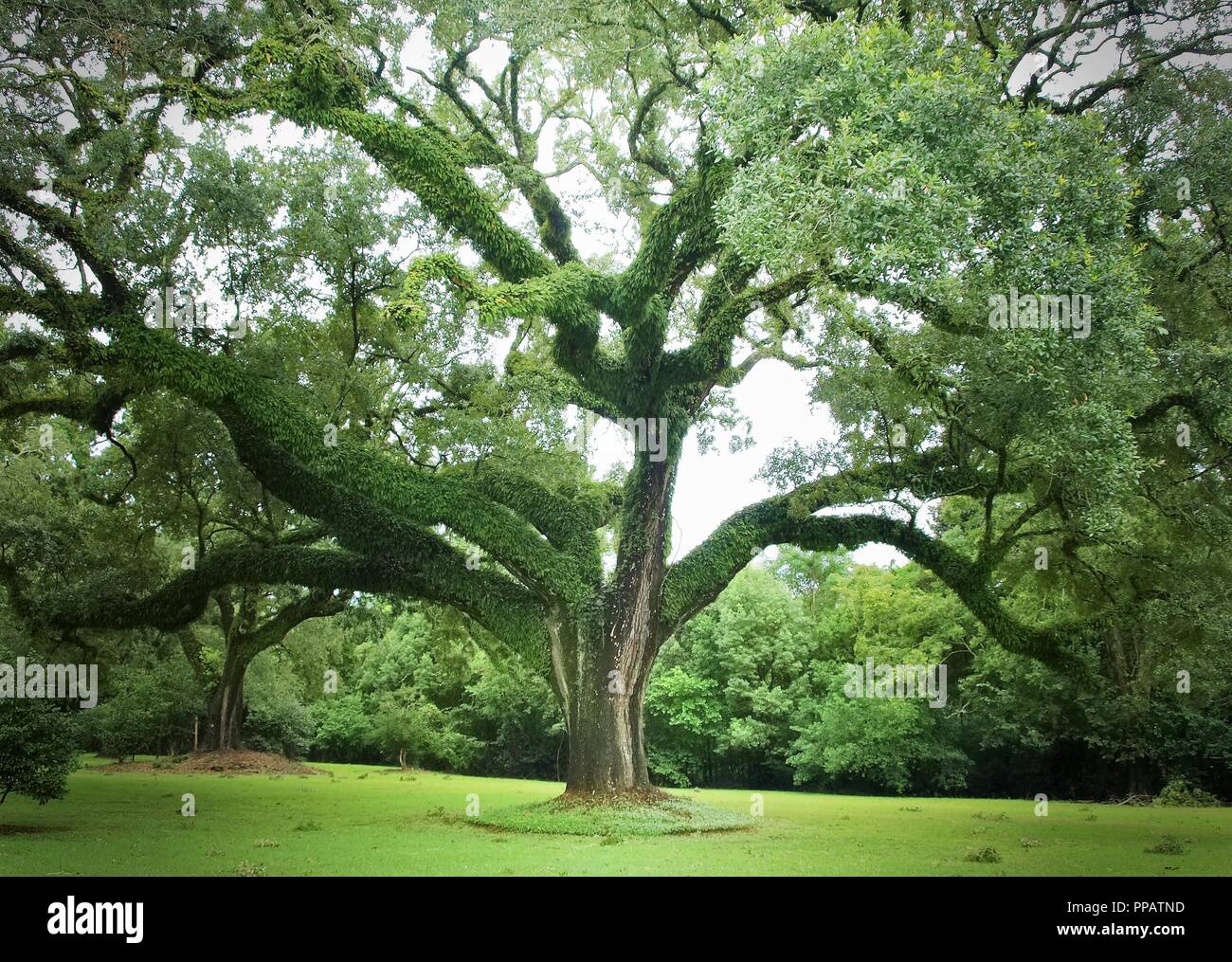 Old Southern Live Oak Tree High Resolution Stock Photography And Images