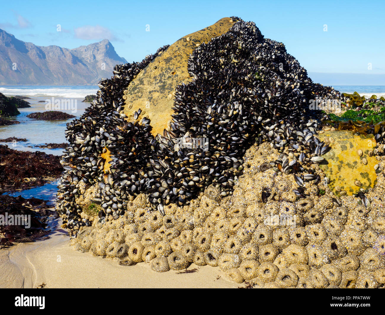Mussels and anemones cover the rocks on the beach at Kogelberg in the
