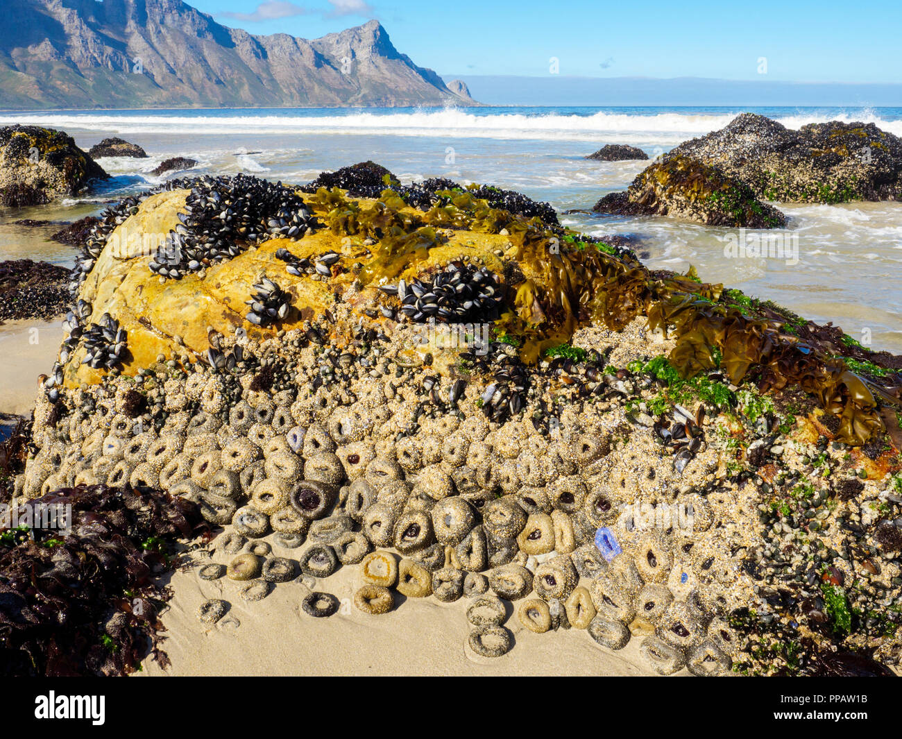 A stunning beach at Kogelberg on the Western Cape of South Africa