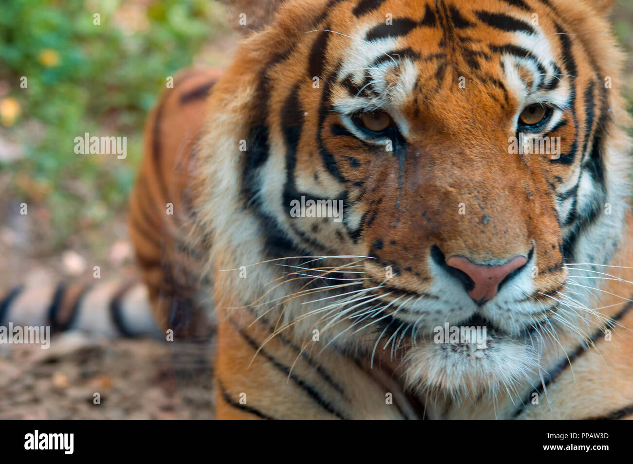 tiger posing behind a glass Stock Photo