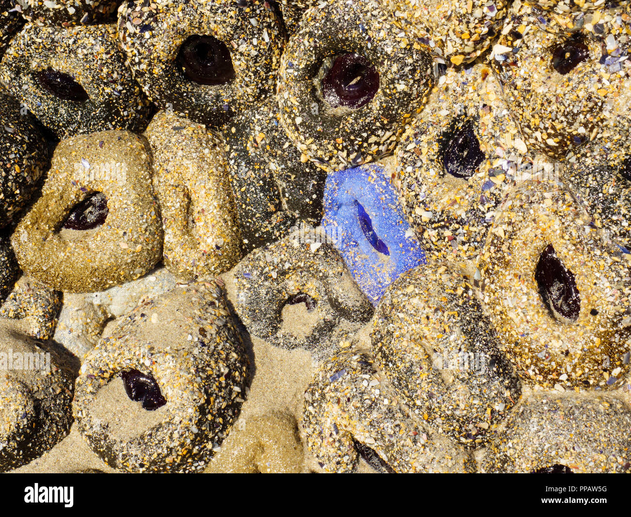 A close up of a cluster of sea anemones of various colours, exposed at