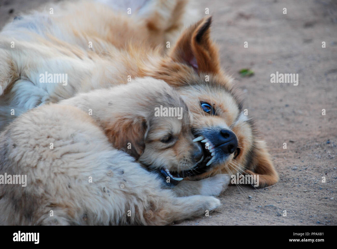 dog playful bite its puppy dog Stock Photo - Alamy
