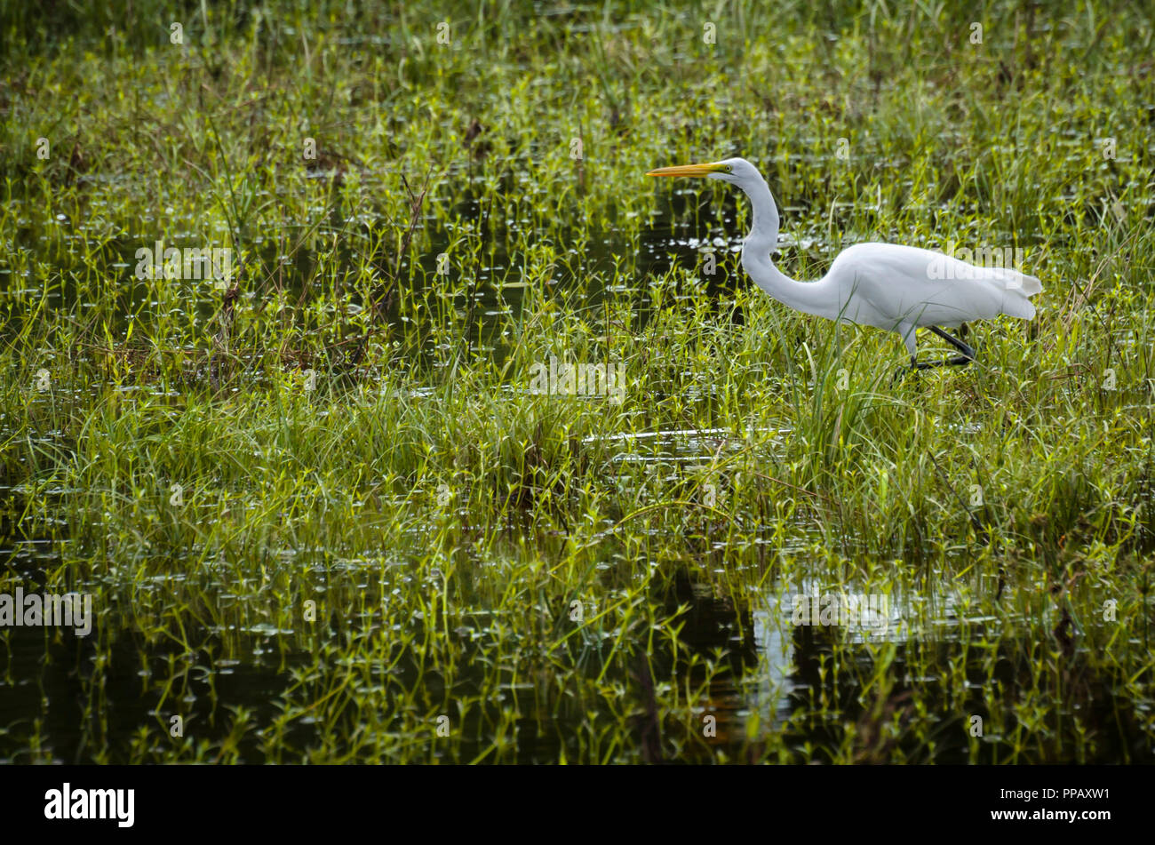 Great White Egret forages in flooded grasses and marsh Stock Photo