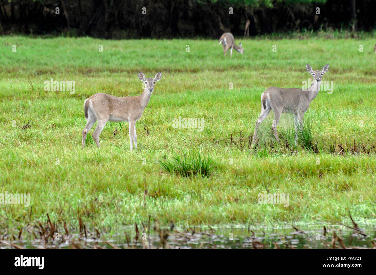 Two whitetail doe graze while staying alert Stock Photo