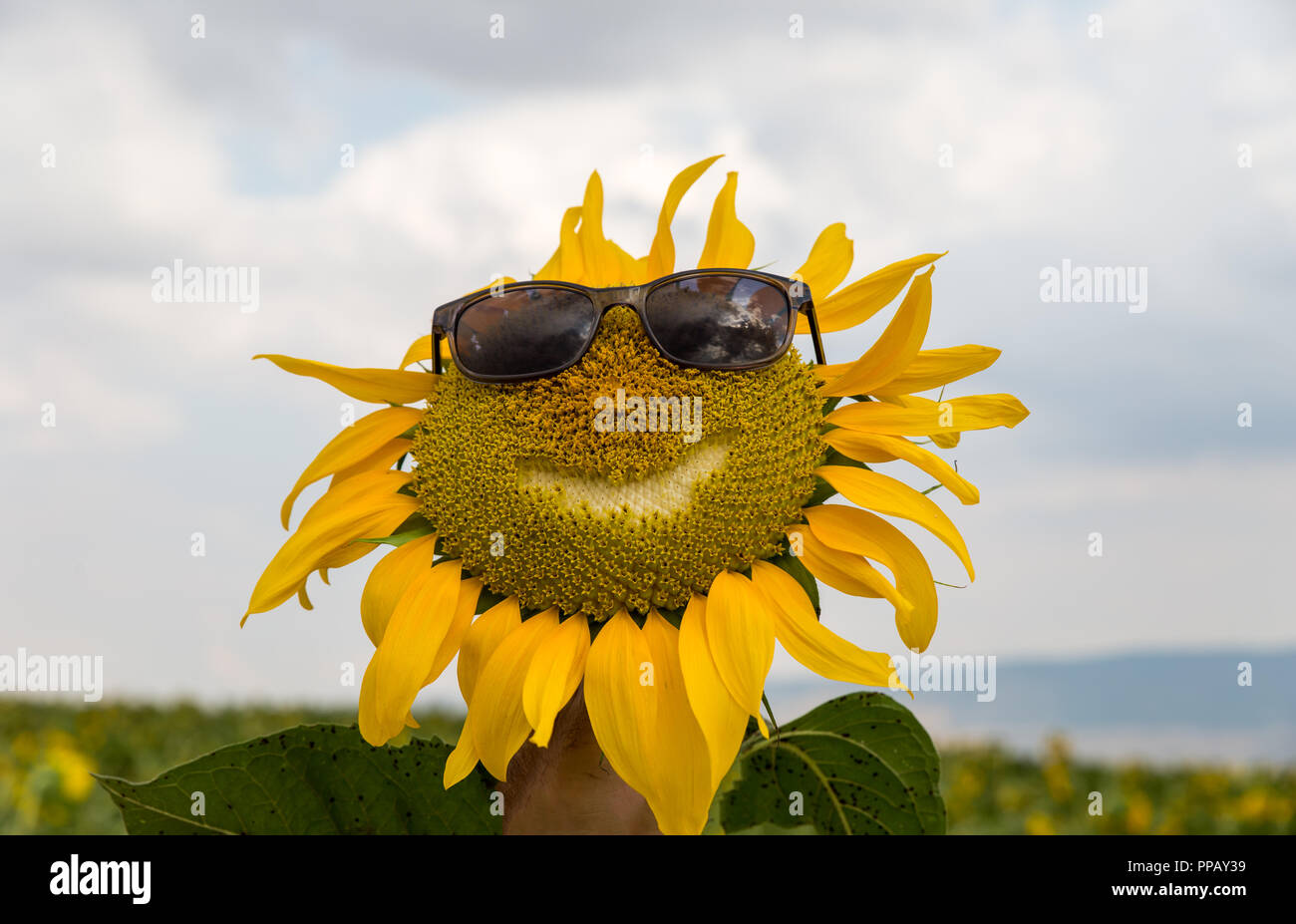 Smiling face Sunflower with sunglasses in the sunflower field. Stock Photo