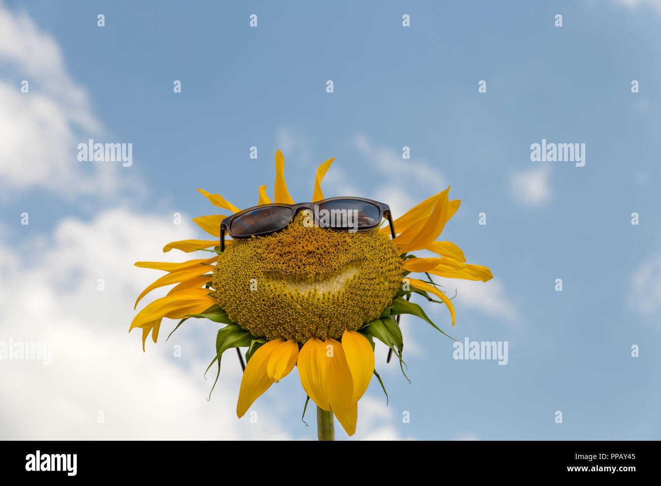 Sunflower with smiled sunglasses blue sky background. Stock Photo