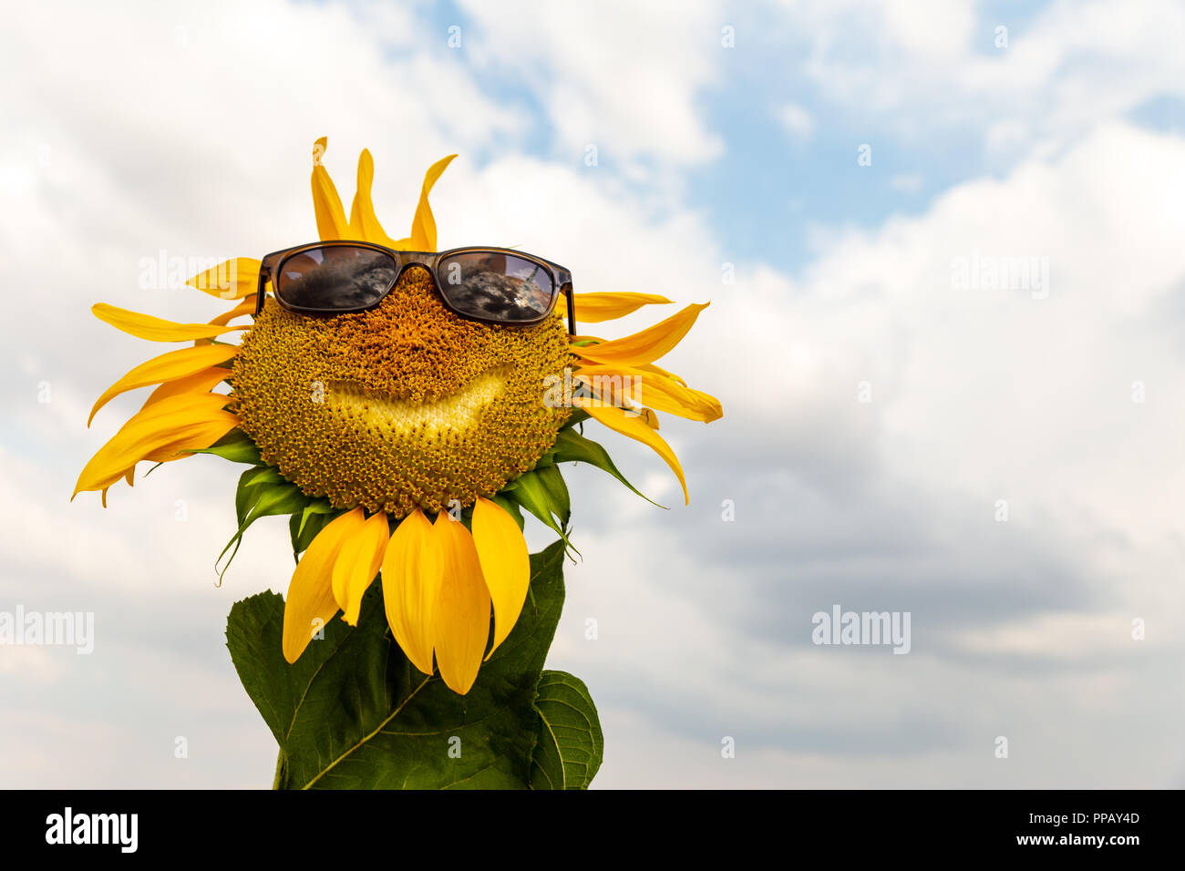 Smiled Sunflower wearing sunglasses. Stock Photo