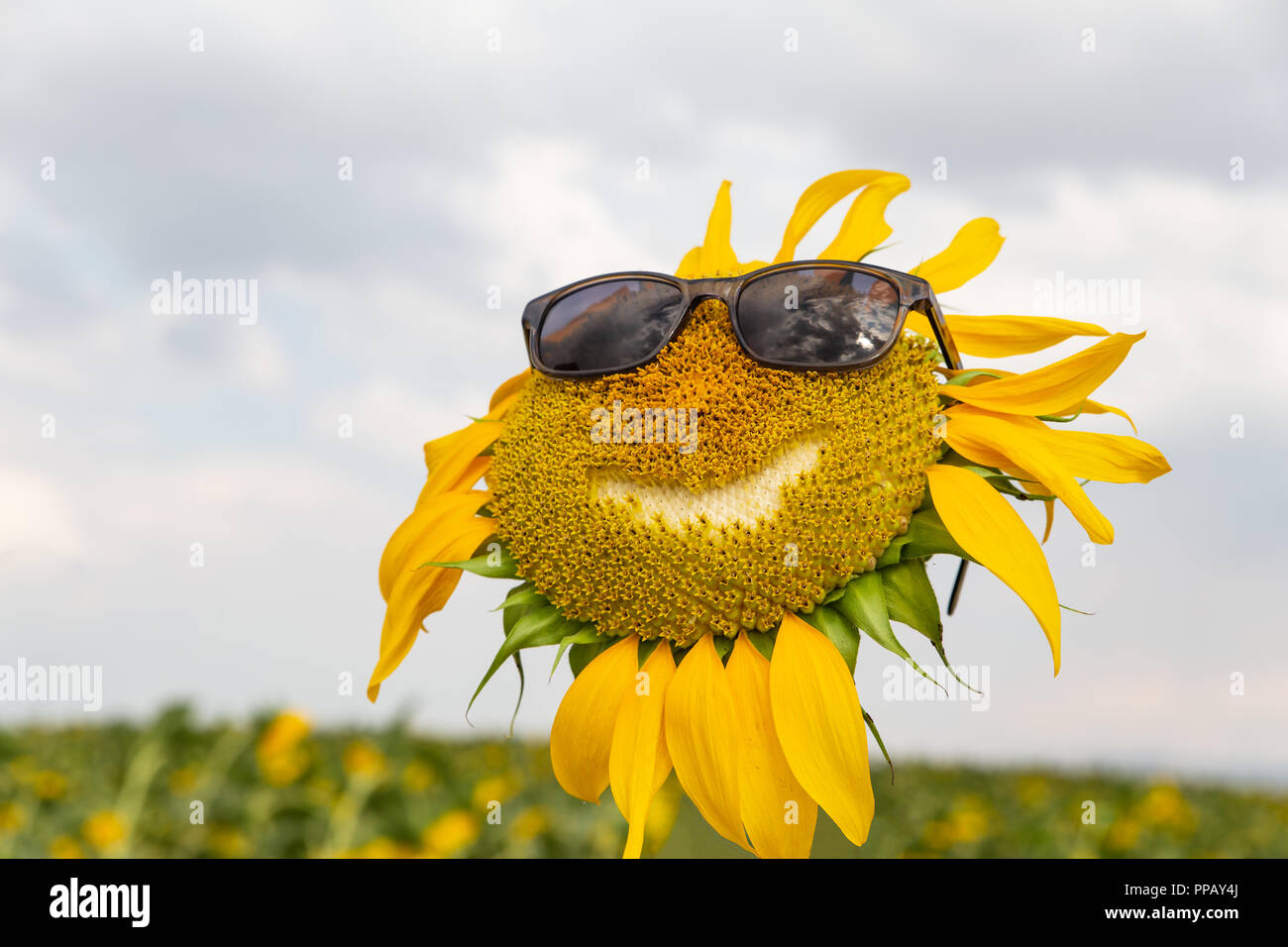 Smiling sunflower with sunglasses. Stock Photo