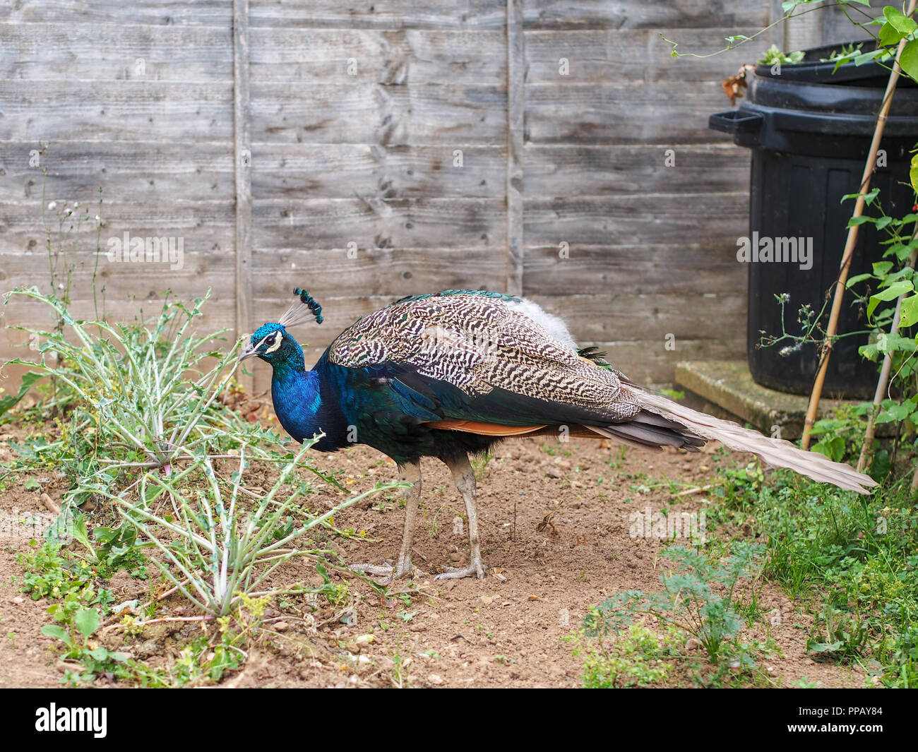 Young urban peacock decimating vegetable crop in domestic garden. UK. Beautiful but not very wanted visitor. Stock Photo