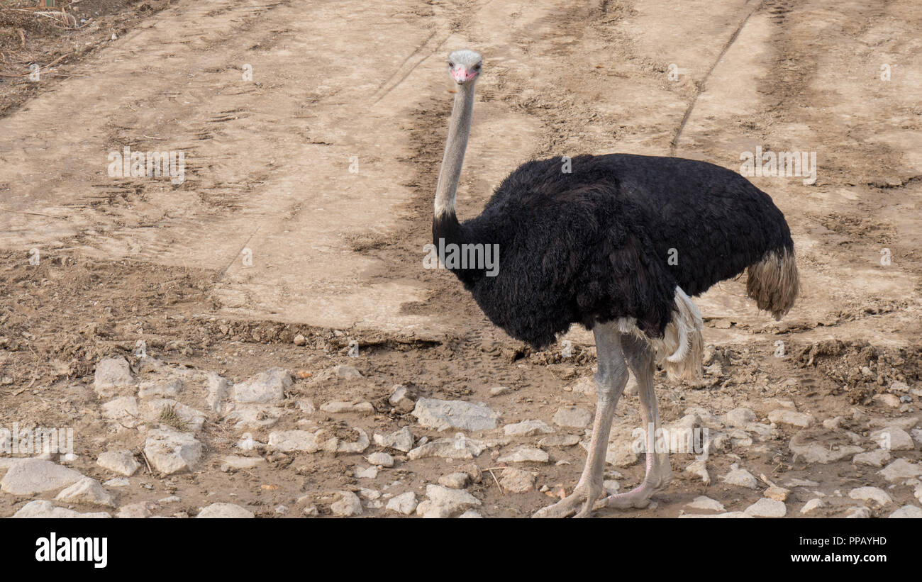 Ostrich with long neck and huge legs in a zoo environment Stock Photo