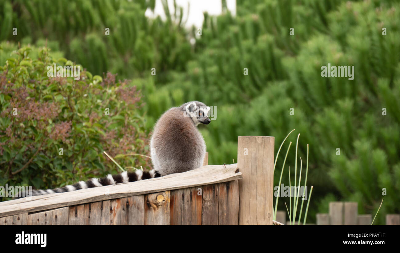 Lemur in the zoo. Stock Photo