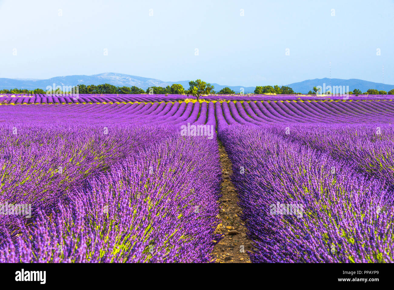 huge lavender fields to the horizon in the region around Valensole, Provence, France Stock Photo