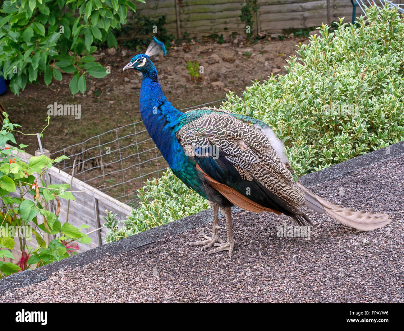 Young urban peacock on domestic garage roof overlooking gardens. UK. Stock Photo