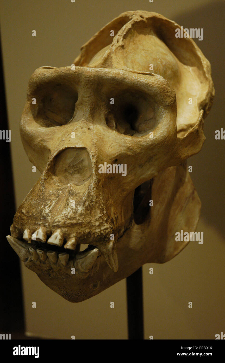 Skull of a West African gorilla. Zoo of Barcelona. Catalonia. Spain. Stock Photo