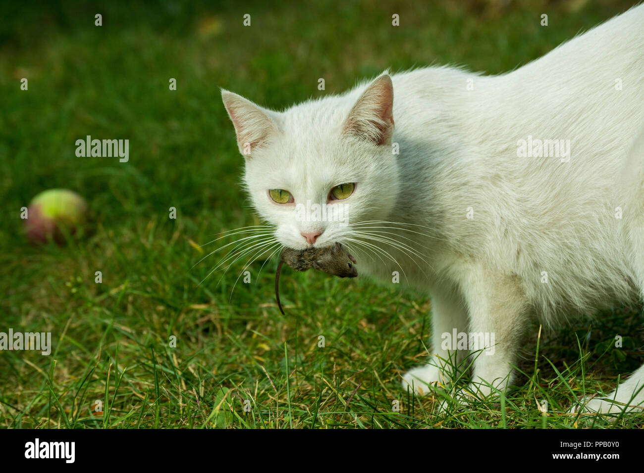 white cat with mouse in the teeth Stock Photo