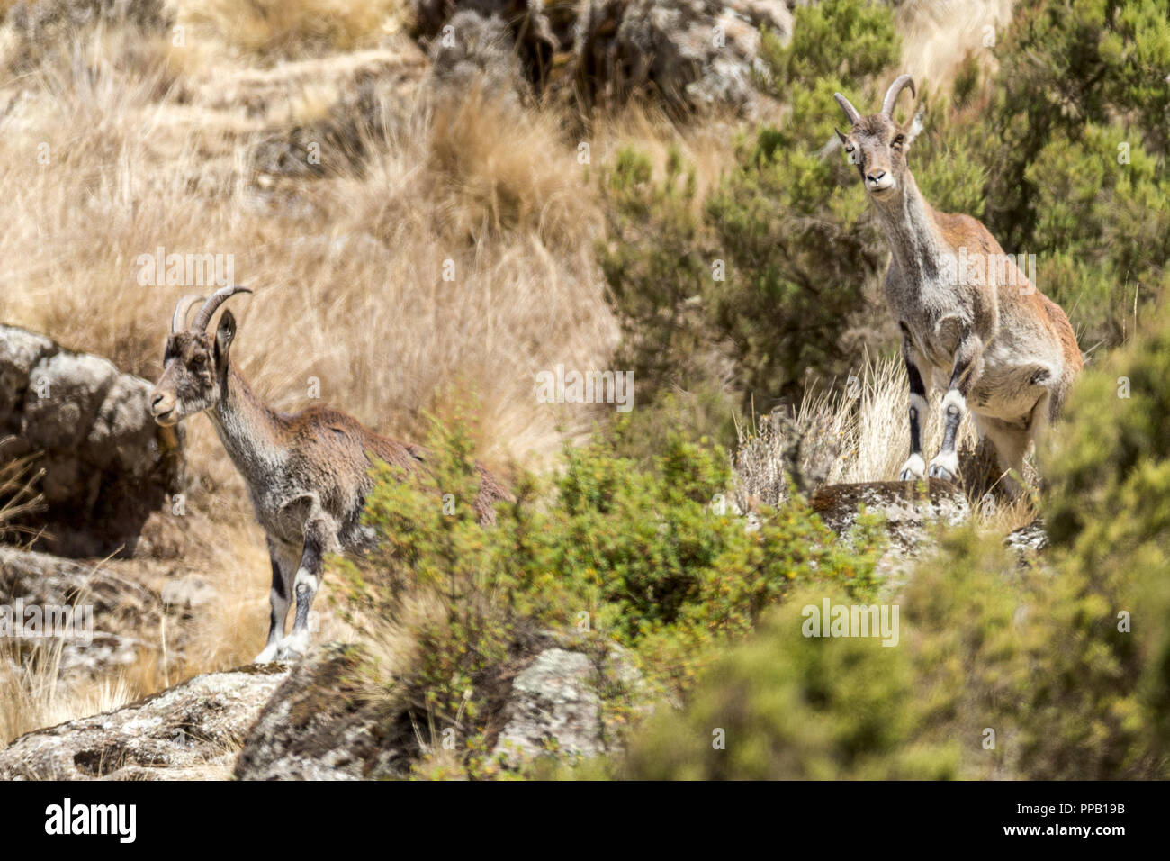 Female Walia Ibexes aka Abyssinian ibex, (Capra walie). Simiens National Park, Ethiopia. Stock Photo