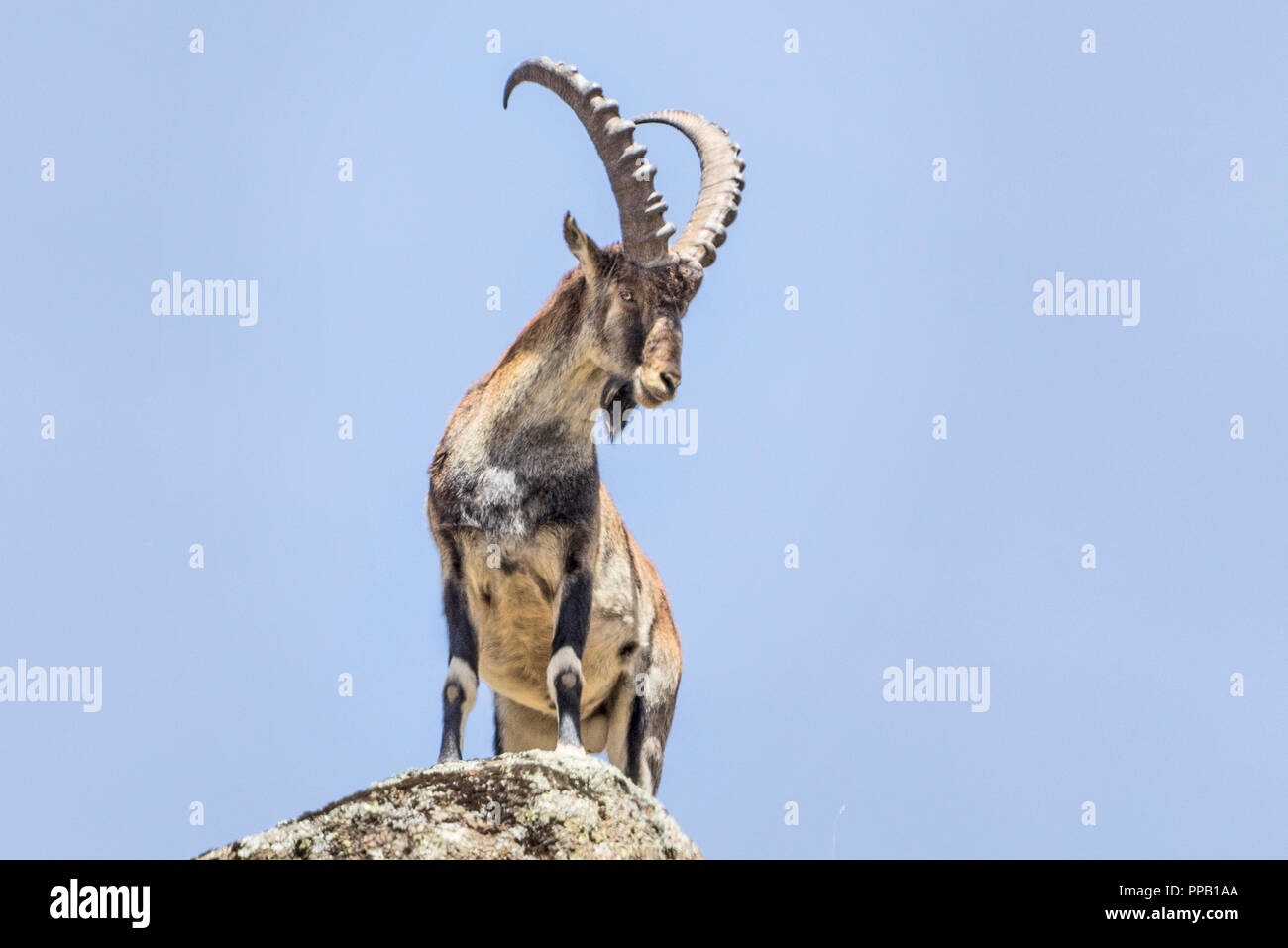 Male Walia Ibex aka Abyssinian ibex, (Capra walie) .Simiens National Park, Ethiopia. Stock Photo