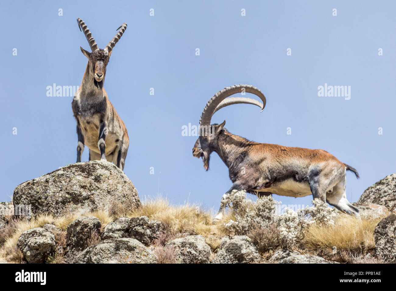 Male Walia Ibexes aka Abyssinian ibex, (Capra walie). Simiens National Park, Ethiopia. Stock Photo