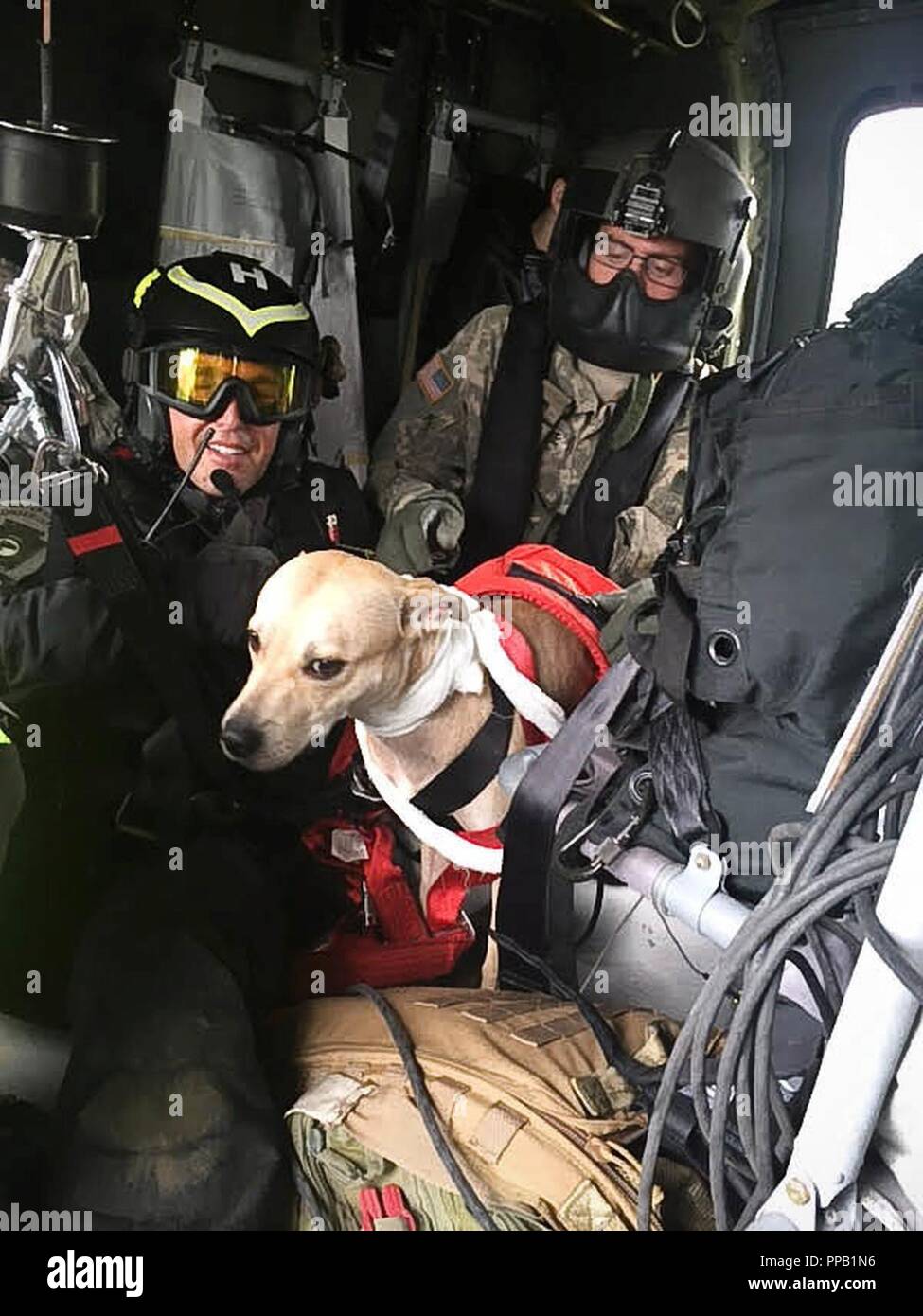 U.S. soldiers with the 28th Expeditionary Combat Aviation Brigade rescue a dog stranded by