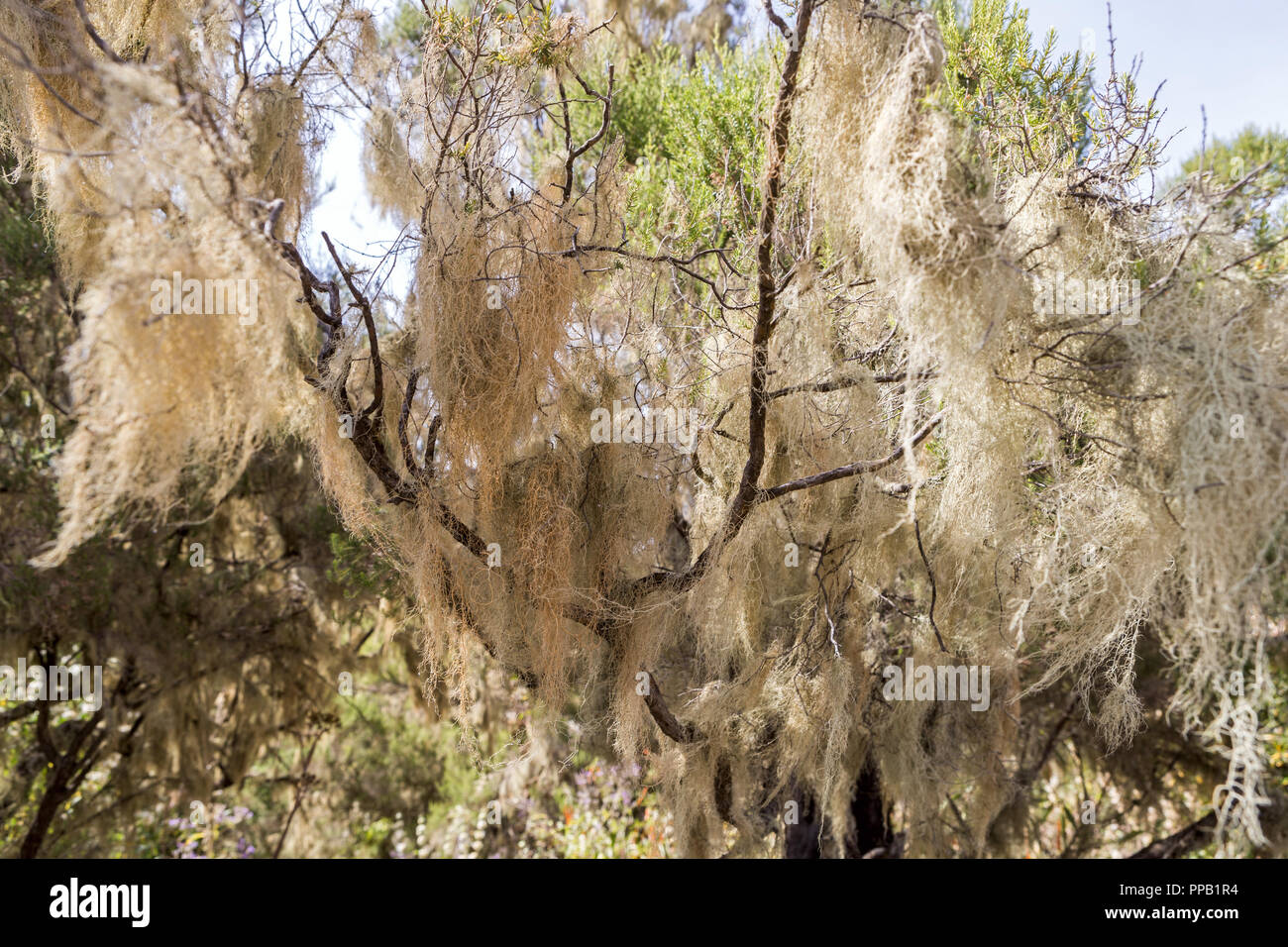 Lichen covered trees, Simiens National Park, Ethiopia Stock Photo