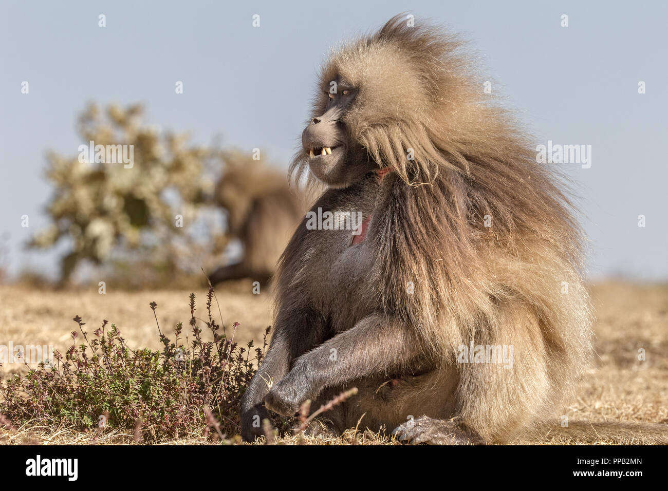 Long Haired Monkey Stock Photos Long Haired Monkey Stock Images