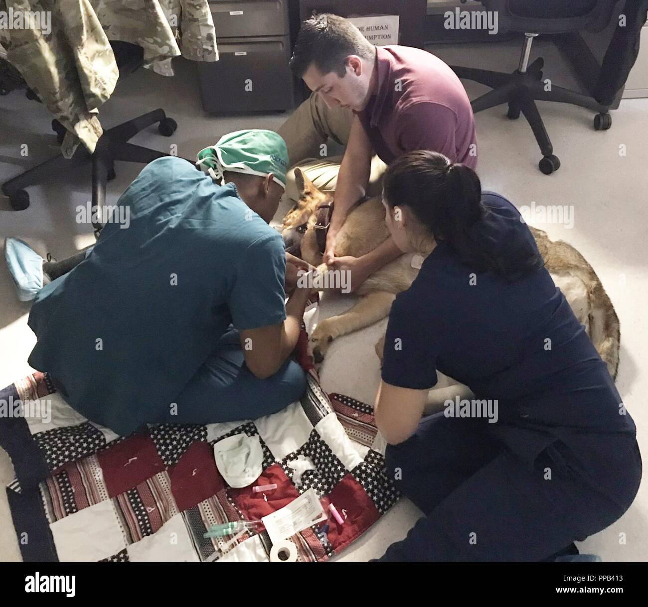 Veterinary Medical Center Europe staff, along with Spc. Landon DeFonde,  military working dog handler, 8th MWD Detachment, 91st Military Police  Battalion, prepare Alex, MWD, for surgery. Alex was recently injured in  Afghanistan