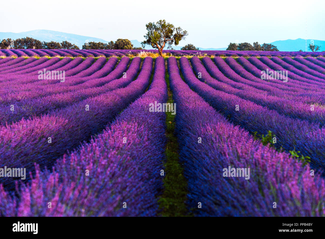 lavender fields at sunset time in the Valensole region, Provence, France, golden hour, intensive colour in evening light Stock Photo