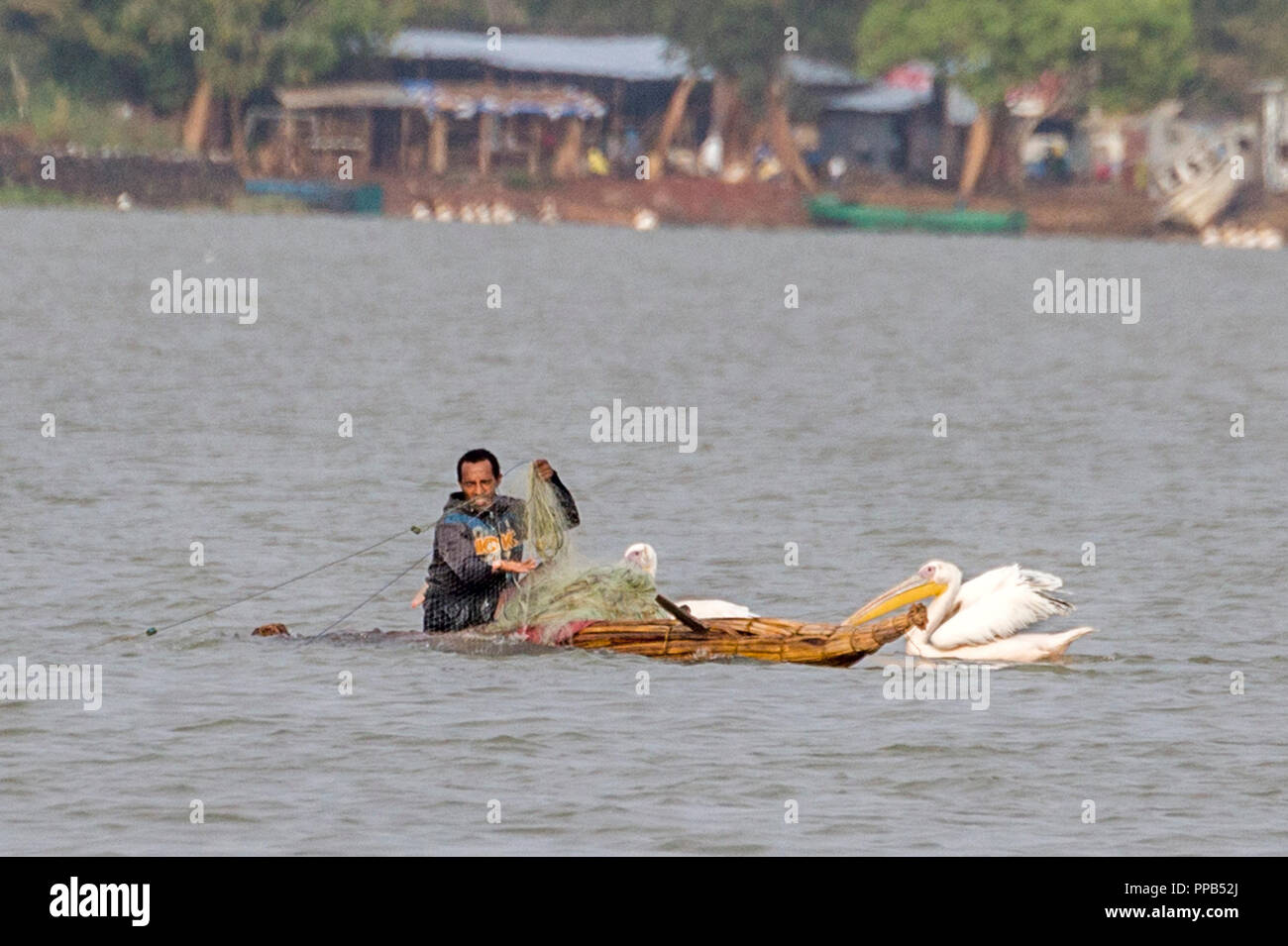 Fisherman in Papyrus boat with Great White Pelican, Pelecanus onocrotalus, aka Eastern White Pelican, Rosy Pelican or White Pelican, Lake Tana, Bahir  Stock Photo