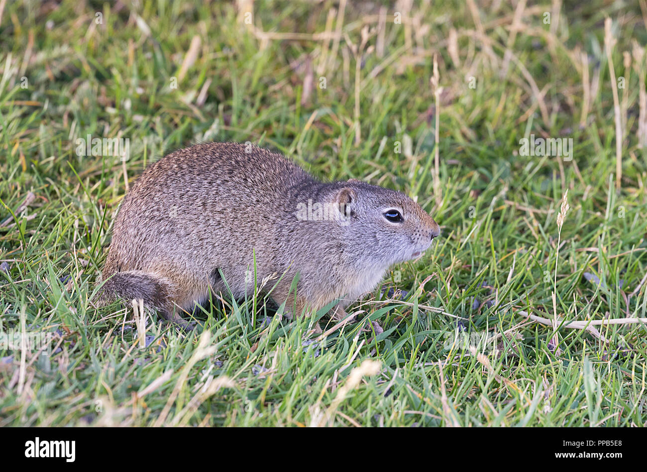 Uinta ground squirrel (Urocitellus armatus) native to West America Stock Photo