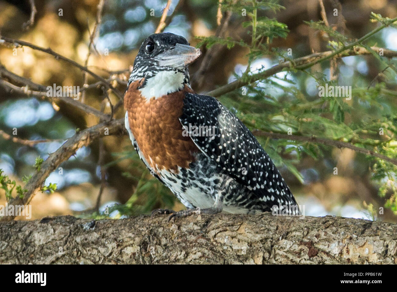 Giant Kingfisher (Megaceryle maxima), Lake Tana, Bahir Dar, Ethiopia Stock Photo