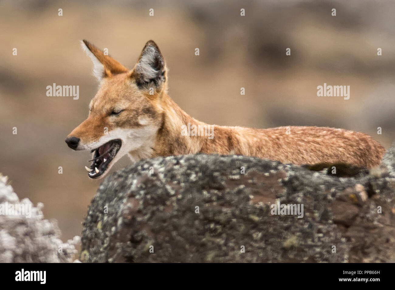 Ethiopian Wolf consuming Giant Mole-Rat, Sanetti Plateau, Bale Mountains, Ethiopia Stock Photo