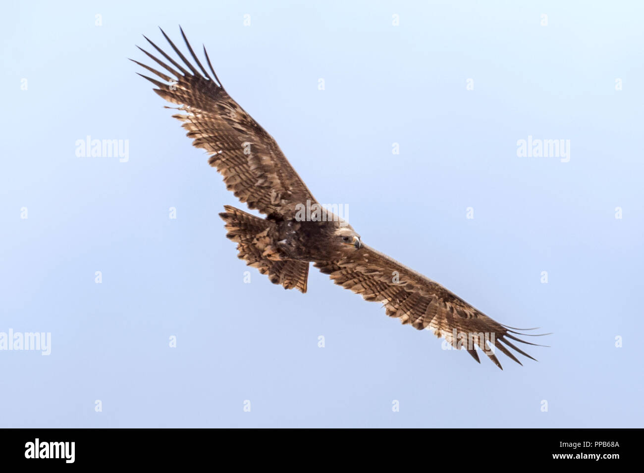 Eagle Soaring Mountains Stock Photos Eagle Soaring